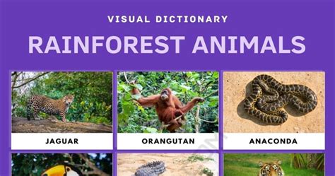 animals in the forest|animal signals in the rainforest.